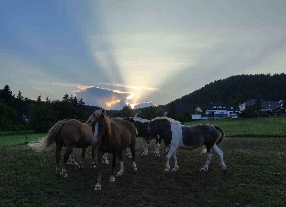 Ferienwohnung Am Tor Zum Thueringer Wald Plaue  エクステリア 写真